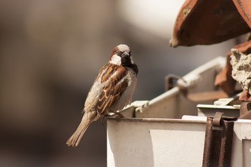 The Sparrow of The Roof