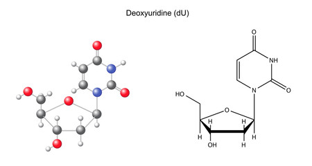 Fototapeta premium Structural chemical formula and model of deoxyuridine