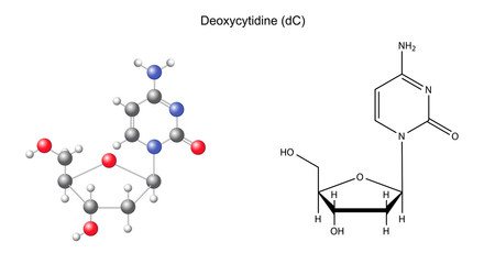Structural chemical formula and model of deoxycytidine