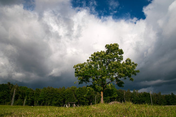 Tree under the clouds