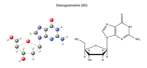 Fototapeta premium Structural chemical formula and model of deoxyguanosine