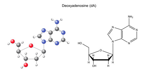 Structural chemical formula and model of deoxyadenosine