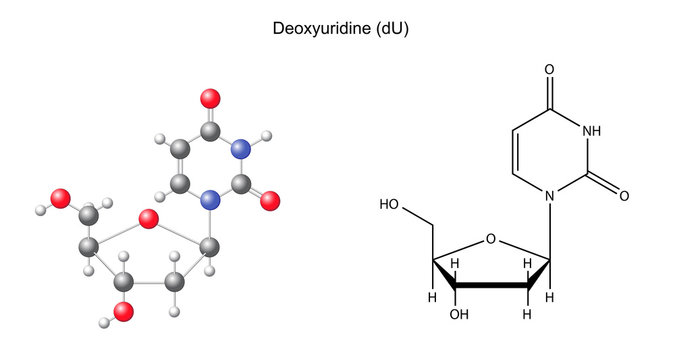 Structural chemical formula and model of deoxyuridine
