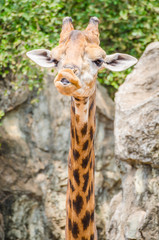 Giraffe