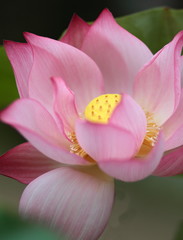 Fototapeta na wymiar Lotus close-up