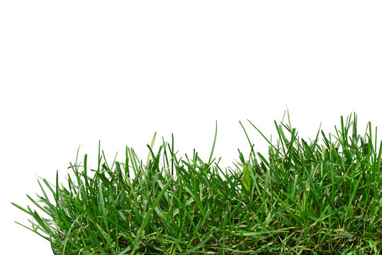 Isolated green grass on white background
