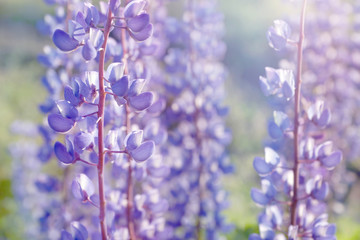 Obraz na płótnie Canvas shallow DOF lupine flowers blooming field background