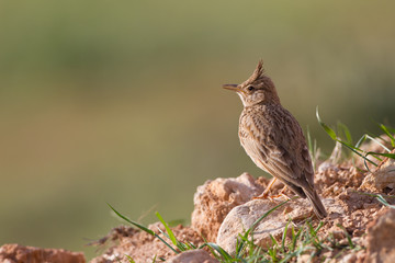 Haubenlerche in der Morgensonne