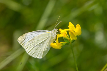 Cabbage White Butterfly