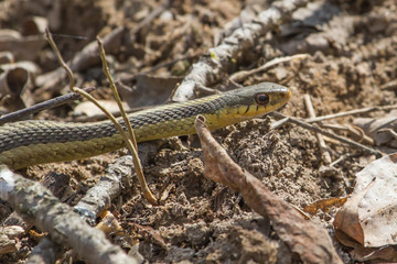 Eastern Garter Snake