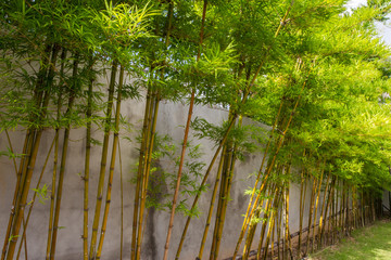 Planting bamboo wall, bamboo building a wall of heat.