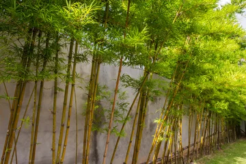 Crédence de cuisine en verre imprimé Bambou Planting bamboo wall, bamboo building a wall of heat.