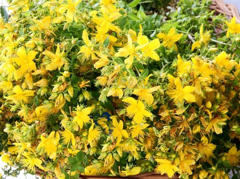 St.John's wort herb with yellow flowers