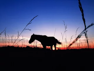 Foto op Canvas Silhouette of horse on sunset © Juliya Vitsenko