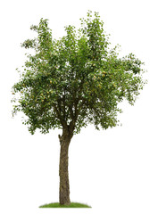 Alter Birnbaum mit Früchten als Freisteller