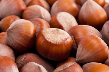group of hazelnuts in husks close up