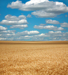 Wheat field under the white clouds on blue sky