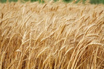 Close up stalks of wheat, grain harvest background
