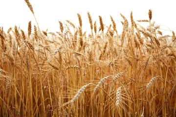Close up stalks of wheat on a white background