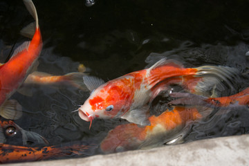 koi fish swimming in the pond