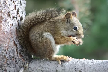 Cercles muraux Parc naturel écureuil