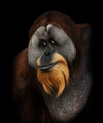 Wall murals Monkey Orangutan Portrait