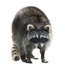 Obraz premium Raccoon