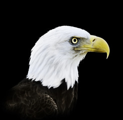 Portrait Of Bald Eagle