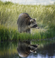 Raccoon  On Grassy Bank