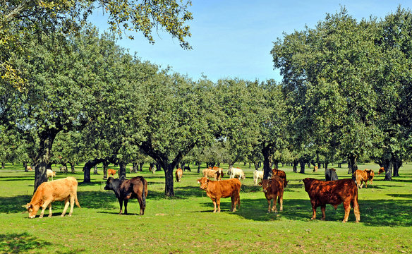 Breeding beef cattle in the pasture, Spain