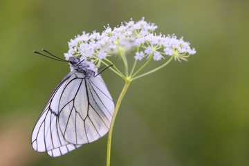 White butterfly feeding under white flower