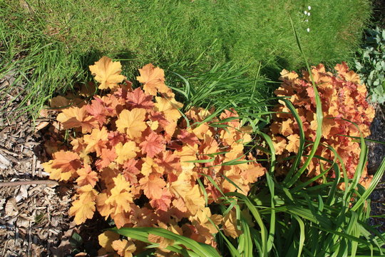 l'heuch&egrave;re 'caramel' au jardin