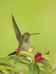 The Landing