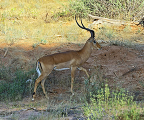 Impala gazelle