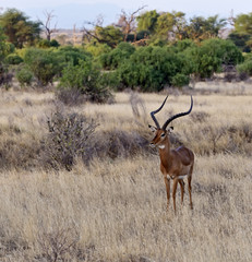 Impala gazelle