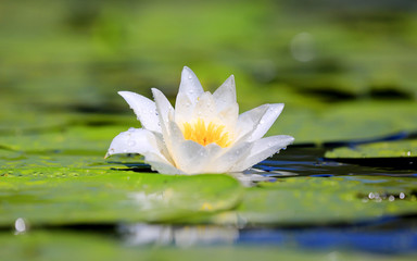 nice water lily flower