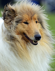 Portrait Collie