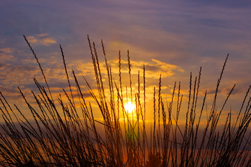 Grass on sunset  background