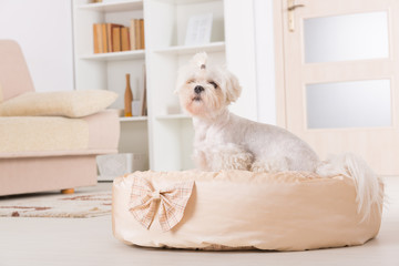 Dog on the dog bed