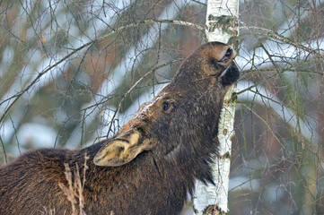 Elk