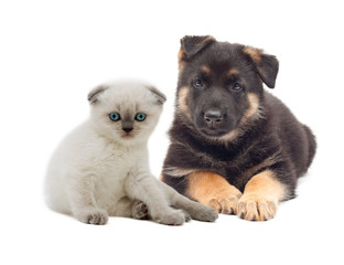 Fototapeta premium puppy and kitten together
