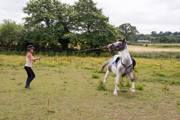 Difficult horse