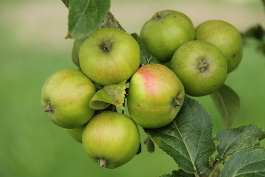A Crop of Apples Growing on a Fruit Tree.