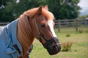 Grazing muzzle