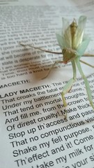 Mantis reading Shakespeare