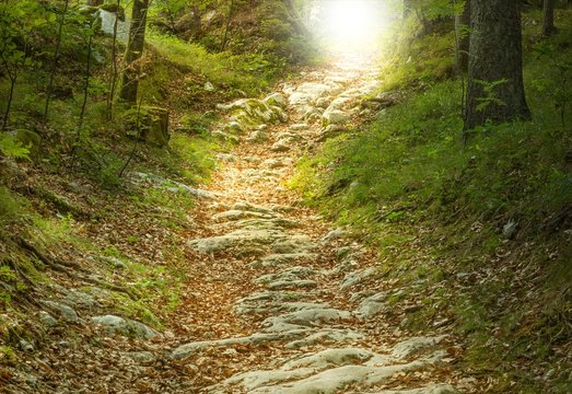 Fototapeta Steintreppe führt zu einer Waldlichtung