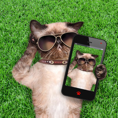 Cat taking a selfie.