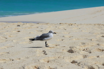 Seagull