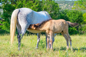 Obraz premium Mare and her cutie foal close together