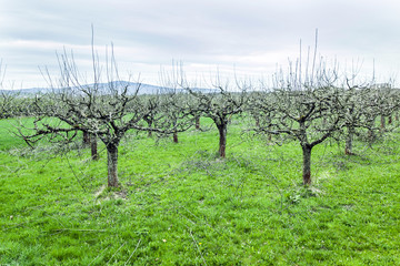 apple trees in springtime  blossom in orchard